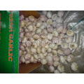 Crop 2019 Fresh Garlic Normal White Garlic